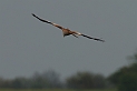 Red kite - B